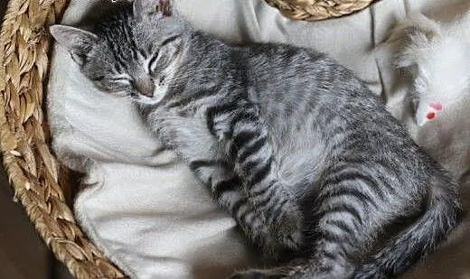 Kot Stefan do adopcji!!, łódzkie Łódź