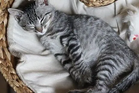 Kot Stefan do adopcji!!,  łódzkie Łódź