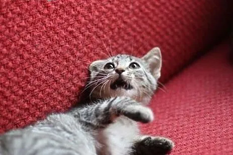 Kot Stefan do adopcji!!,  łódzkie Łódź