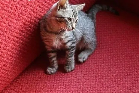 Kot Stefan do adopcji!!,  łódzkie Łódź