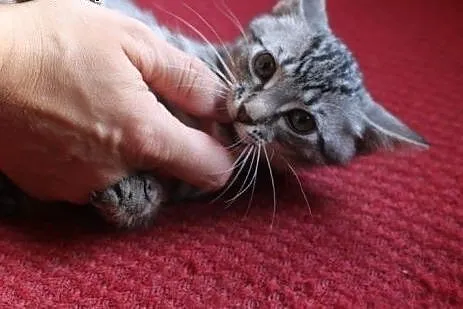Kot Stefan do adopcji!!,  łódzkie Łódź