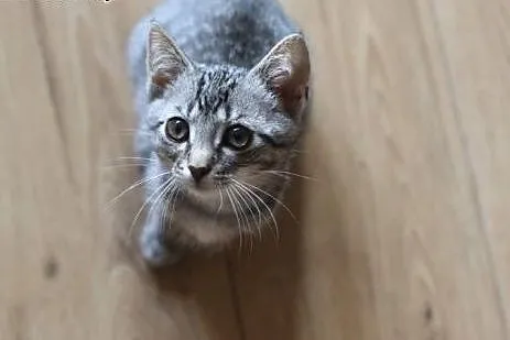 Kot Stefan do adopcji!!,  łódzkie Łódź