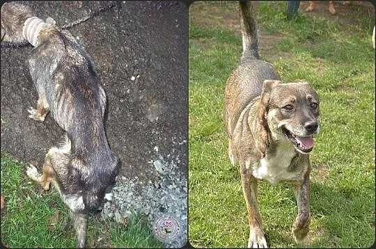 Wesoła, młoda Misia, oaza łagodności  poleca się d