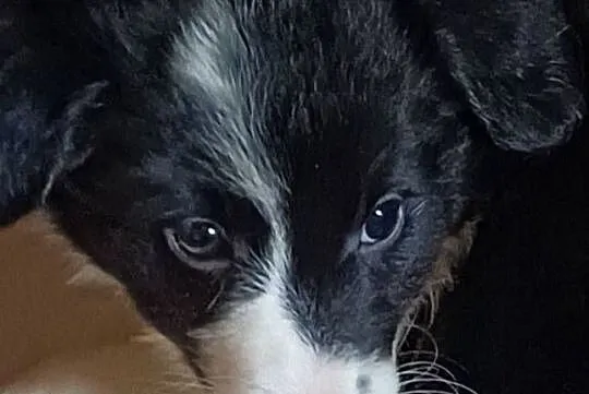 Fiona, sunia Border Collie, Łódzkie, Łódź