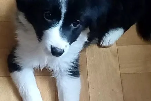 Fiona, sunia Border Collie, Łódzkie, Łódź