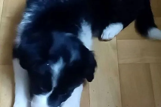 Fiona, sunia Border Collie, Łódzkie, Łódź
