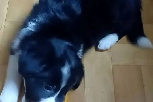 Fiona, sunia Border Collie, Łódzkie, Łódź