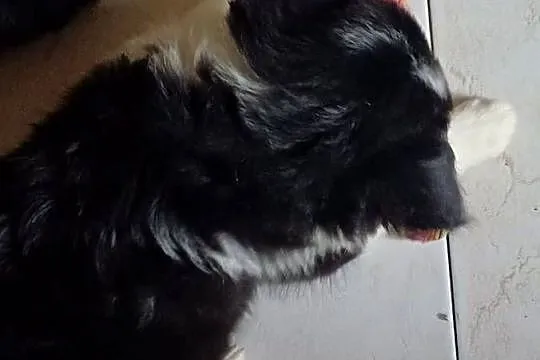Fiona, sunia Border Collie, Łódzkie, Łódź