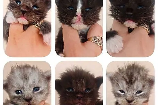 Cudowne kocięta Maine Coon miot 