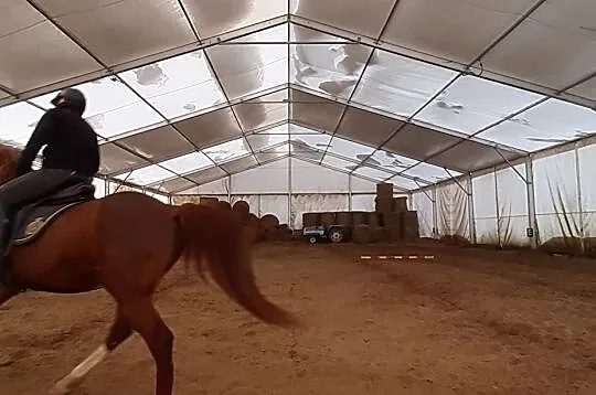 Piękna klacz Arabska, , 