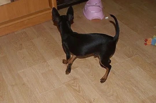 Ratlerek pinczer miniaturowy pies, Kamionka