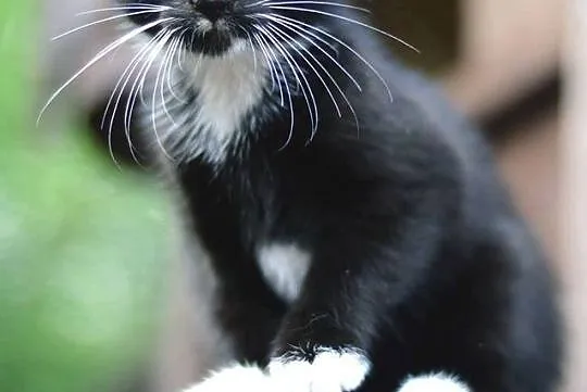 ​10 tygodniowe KOCIĘTA, piękne, wesołe maluszki do adopcji!