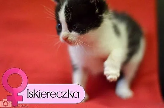 ​10 tygodniowe KOCIĘTA, piękne, wesołe maluszki do