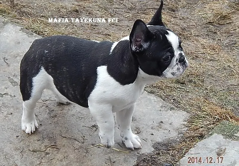 Buldog Francuski /suczka/ FCI - do kochania