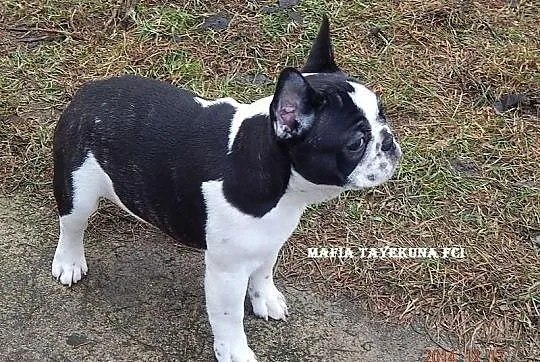 Buldog Francuski /suczka/ FCI - do kochania