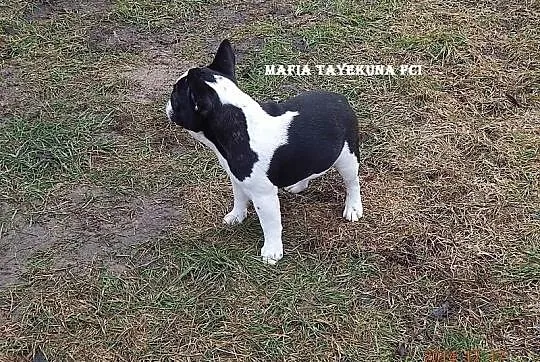 Buldog Francuski /suczka/ FCI - do kochania