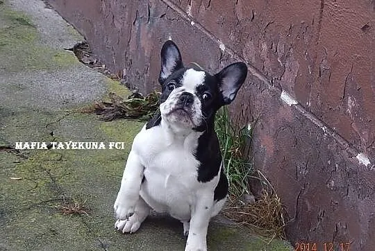 Buldog Francuski /suczka/ FCI - do kochania