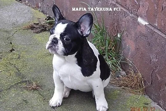 Buldog Francuski /suczka/ FCI - do kochania
