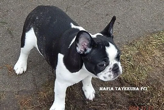 Buldog Francuski /suczka/ FCI - do kochania