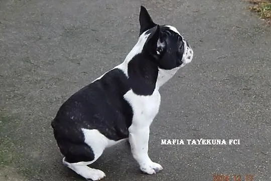 Buldog Francuski /suczka/ FCI - do kochania