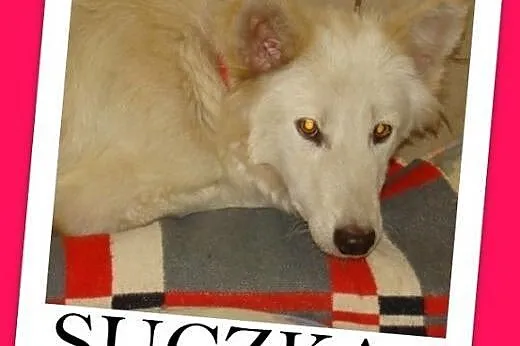 Spokojna,łagodna,delikatna suczka średnia,KSIĘŻNICZKA,  dolnośląskie Wrocław