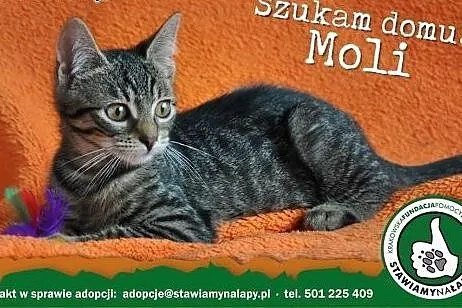 Moli. Fundacja Stawiamy Na Łapy,  małopolskie Krak