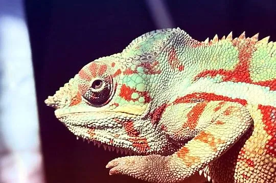 Kameleon lamparci
