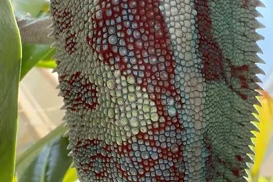 Kameleon lamparci, Pomorskie, Gdynia