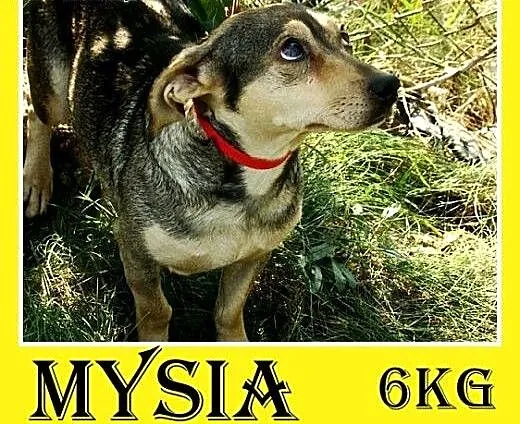 5 kg,mała,łagodna,delikatna,grzeczna suczka MYSIA.