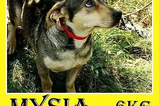 5 kg,mała,łagodna,delikatna,grzeczna suczka MYSIA.