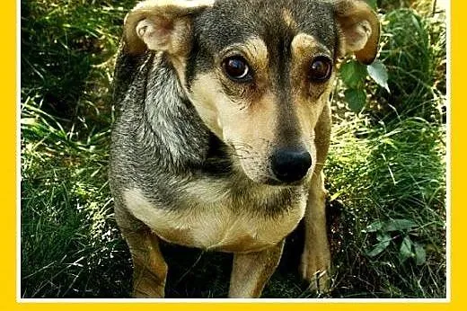 5 kg,mała,łagodna,delikatna,grzeczna suczka MYSIA.