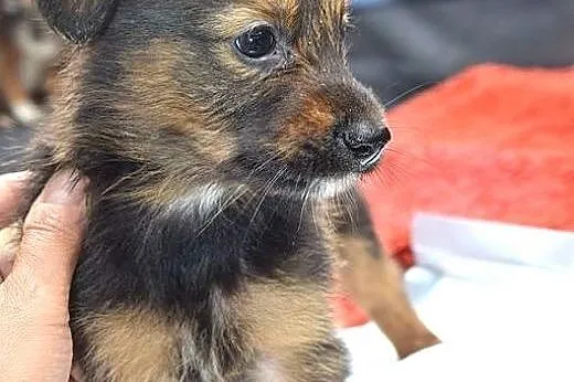 Nikola, malutka sunieczka szczeniaczek pragnie mieć domek,  mazowieckie Warszawa