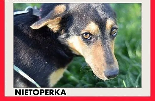 NIETOPERKA,mała,młoda,łagodna,rodzinna suczka jamn