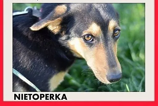 NIETOPERKA,mała,młoda,łagodna,rodzinna suczka jamn