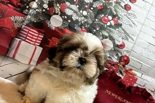 Shih-Tzu przepiękny gotowy do odbioru