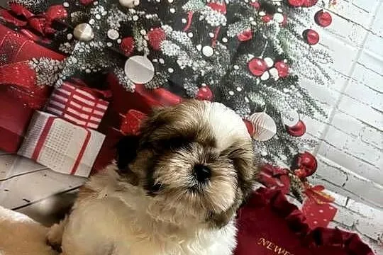 Shih-Tzu przepiękny gotowy do odbioru, Opolskie, Strzelce Opolskie