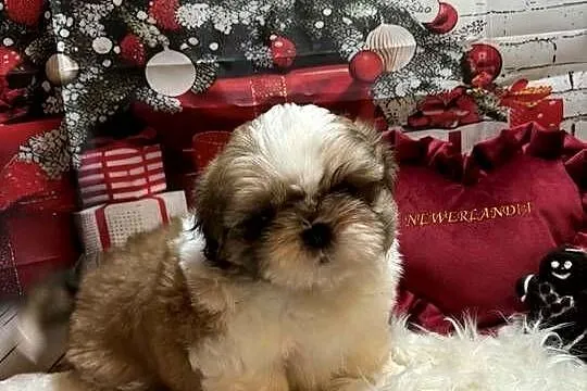 Shih-Tzu przepiękny gotowy do odbioru, Opolskie, Strzelce Opolskie