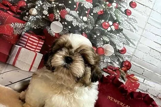 Shih-Tzu przepiękny gotowy do odbioru, Opolskie, Strzelce Opolskie