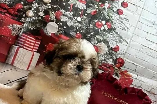 Shih-Tzu przepiękny gotowy do odbioru, Opolskie, Strzelce Opolskie