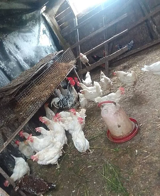 Witam mam do sprzedania kury rosołowe po 15 zl numer telefonu 731-724-230, Łódzkie, Tomaszów Mazowiecki