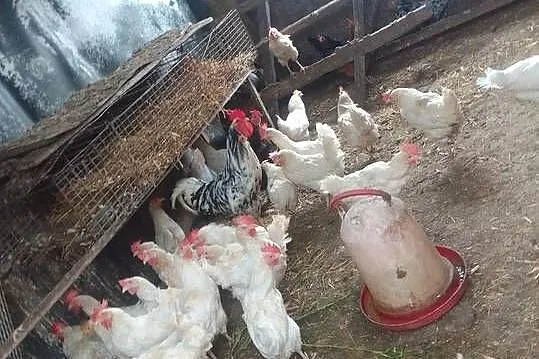 Witam mam do sprzedania kury rosołowe po 15 zl numer telefonu 731-724-230, Łódzkie, Tomaszów Mazowiecki