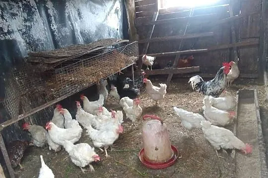 Witam mam do sprzedania kury rosołowe po 15 zl numer telefonu 731-724-230, Łódzkie, Tomaszów Mazowiecki