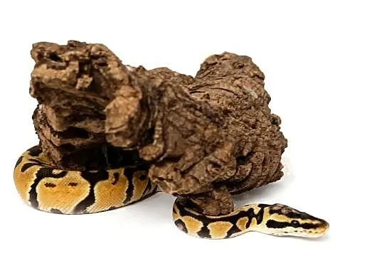 Pyton Królewski Python Regius Pastel het Clown 0.1, Warmińsko-mazurskie, Elbląg