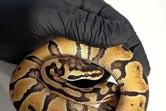 Pyton Królewski Python Regius Pastel het Clown 0.1, Warmińsko-mazurskie, Elbląg