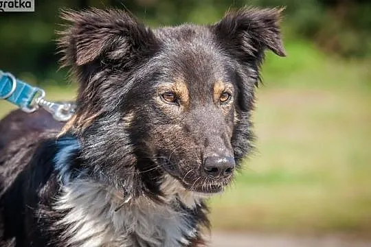 Szagi - wspaniały pies szuka domu. OTOZ Animals Dąbrówka