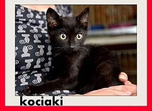 Kociaki,kocurki,kociczki, różne.ADOPCJA, śląskie