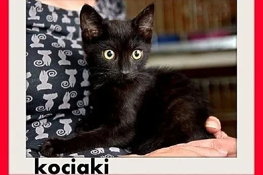 Kociaki,kocurki,kociczki, różne.ADOPCJA, śląskie Katowice