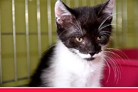 Kociaki,kocurki,kociczki, różne.ADOPCJA,  śląskie 