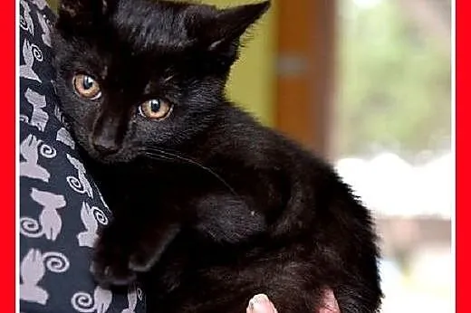 Kociaki,kocurki,kociczki, różne.ADOPCJA,  śląskie 