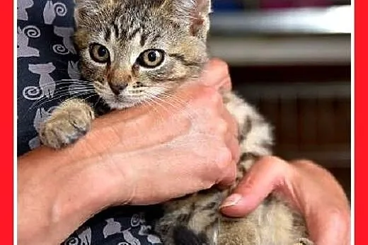 Kociaki,kocurki,kociczki, różne.ADOPCJA,  śląskie 